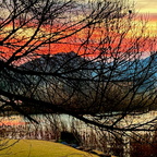 a tree with no leaves